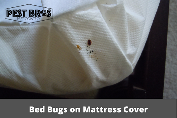 Bed Bugs In Mattress Encasements