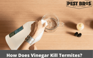 How Does Vinegar Kill Termites