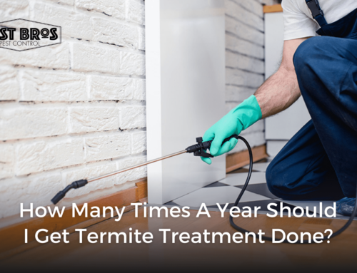 How Many Times A Year Should I Get Termite Treatment Done?