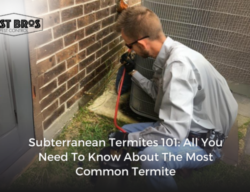 Subterranean Termites 101: All You Need To Know About The Most Common Termite